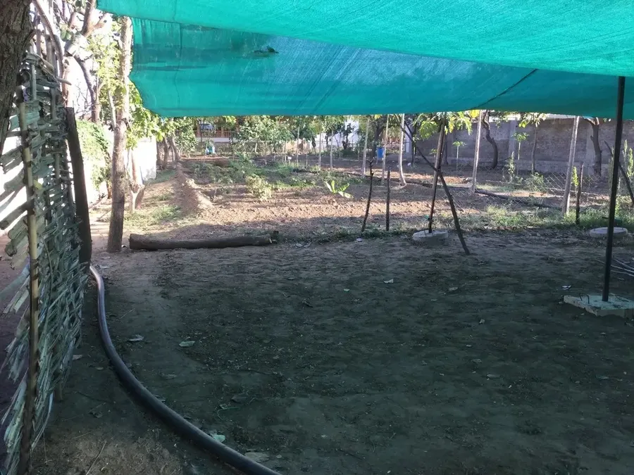 sending-spring-flowers-from-jadan bodyImage